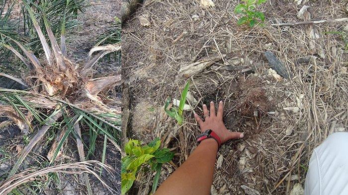 Kawanan Gajah Rusak Tanaman Sawit Warga di Kampar