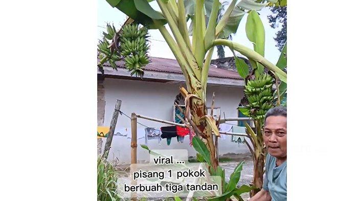 Unik! Pohon Pisang di Kampar Punya 3 Tandan Buah