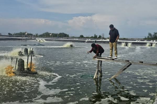 Usaha Tambak Udang di Bengkalis Sudah Lama Berlangsung, Kejaksaan Kini Bidik Kasus Pengrusakan Bakau