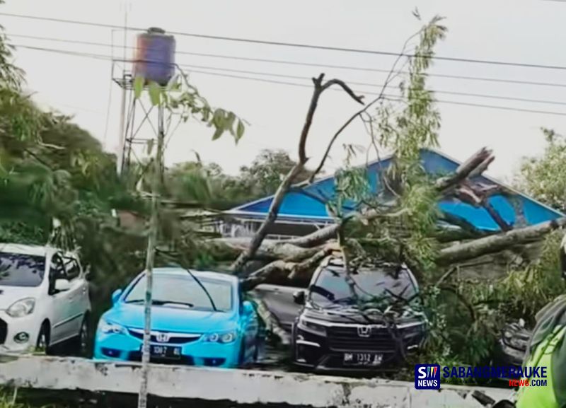 Hujan dan Angin Kencang di Arifin Ahmad Pekanbaru, Sejumlah Mobil Tertimpa Pohon