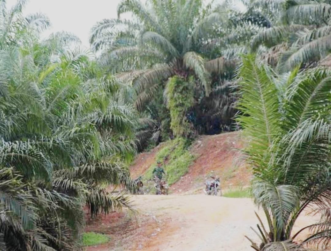 Sebelum Tim Kemenkopolhukam Turun ke Riau, DPRD Kampar Minta Jaksa Agung Usut Dugaan Korupsi 2.823 Ha Kebun Sawit PTPN V di Kawasan Hutan