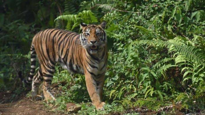 Mencekam, Harimau Sumatera Masuki Pemukiman Warga di Teluk Meranti Pelalawan