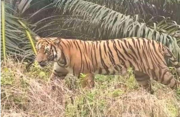 Viral Video: Harimau Sumatera Besar Bikin Warga Pelalawan Geger