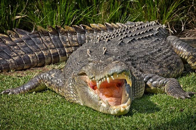 Teror Buaya Bikin Cemas Warga, Ini Respon Pemprov Riau