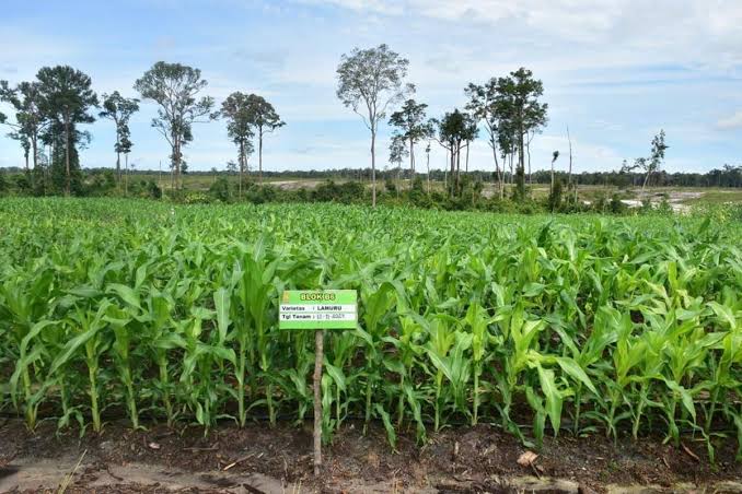 Proyek Food Estate Gagal Bikin Negara Rugi, Lebih Baik Uangnya Dipakai Bangun Irigasi