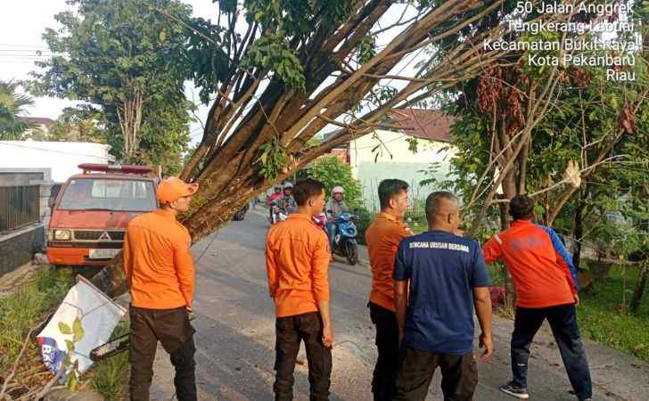 Hujan Deras Tumbangkan Pohon Pelindung ke Tengah Jalan di Pekanbaru