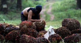 Gawat! Seorang Polisi di Rokan Hulu Ditangkap Warga Diduga karena Maling Kelapa Sawit