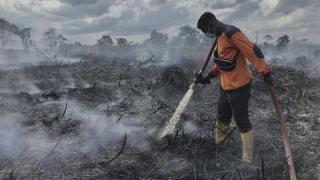 1,16 Juta Hektare Hutan Riau Terbakar Sepanjang 2023, Ini 10 Provinsi Penyumbang Terbesar