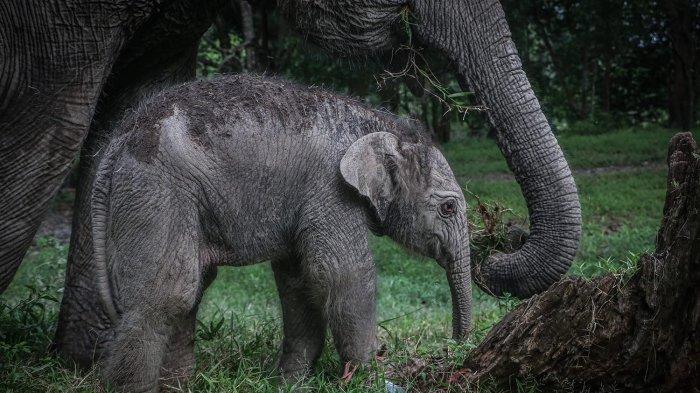 Gajah di Taman Wisata Alam Buluh Cina Kampar Lahirkan Bayi Betina