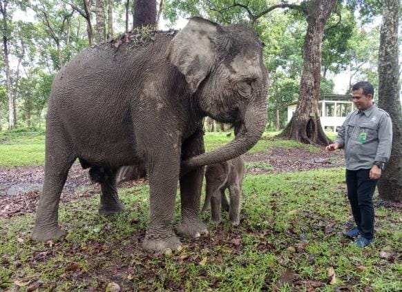 Kabar Gembira Dunia Konservasi, Bayi Gajah Sumatera Lahir di TWA Buluh Cina dengan Bobot 104 Kg