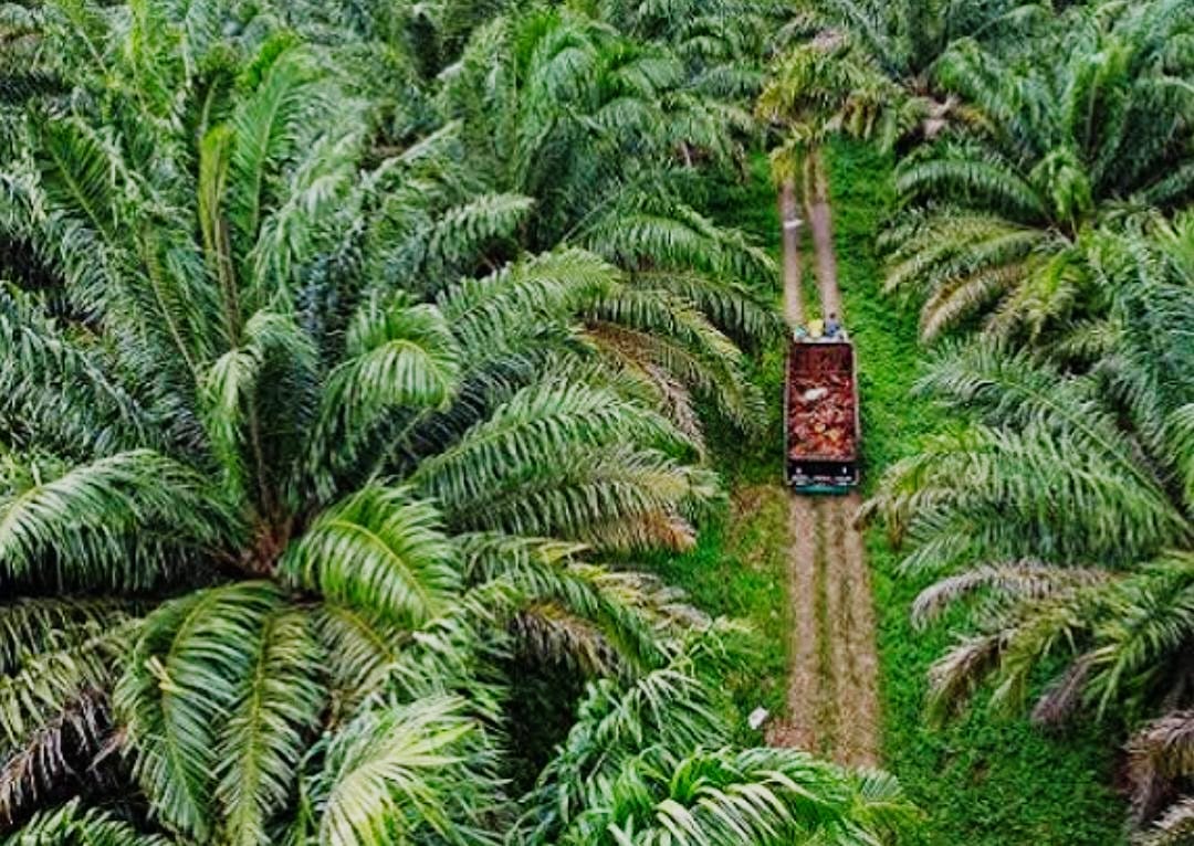 Yayasan Riau Madani Gugat PT RAPP ke PN Kampar, Ada 1.290 Hektare Kebun Sawit Dalam Konsesi Hutan Tanaman Industri di Gunung Sahilan