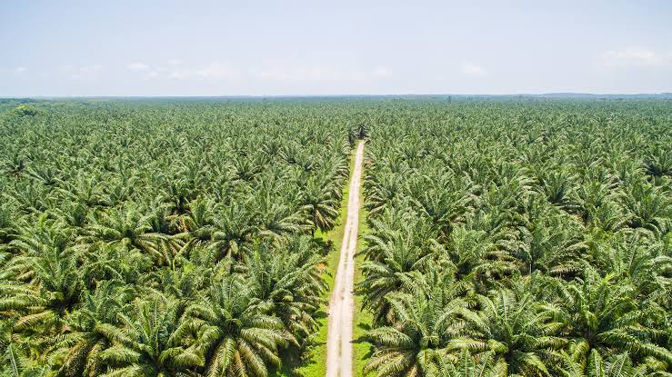 Riset Ini Ungkap Luas Kebun Sawit di Sumatera Lampaui Ambang Batas