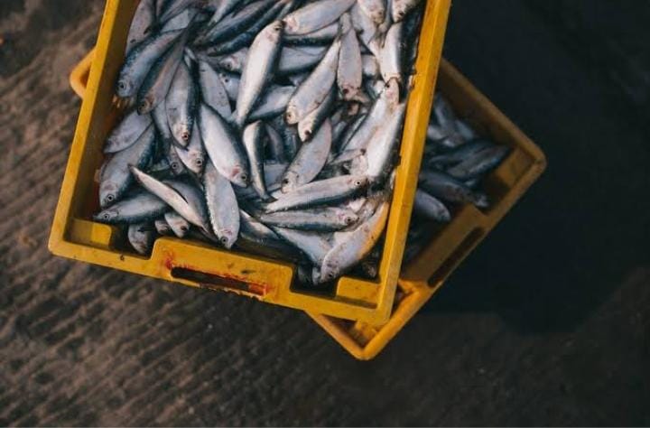 Dampak Besar Perubahan Iklim: Makanan Laut Terancam Berbahaya Dikonsumsi