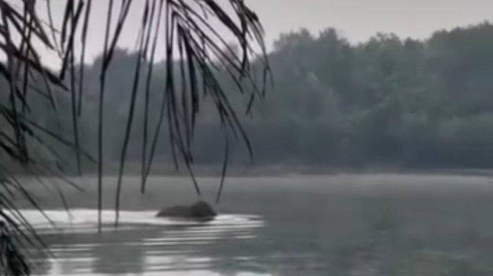 Heboh Gajah Berenang di Danau Kayangan Pekanbaru