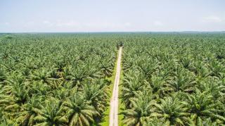 Riset Ini Ungkap Luas Kebun Sawit di Sumatera Lampaui Ambang Batas