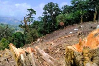 Polda Riau Berhasil Gagalkan Kasus Perambahan Hutan di Kawasan Rimbang Baling