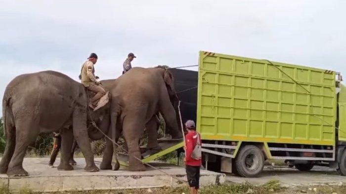 Gajah yang Masuki Danau Kayangan Rumbai Berhasil Dievakuasi