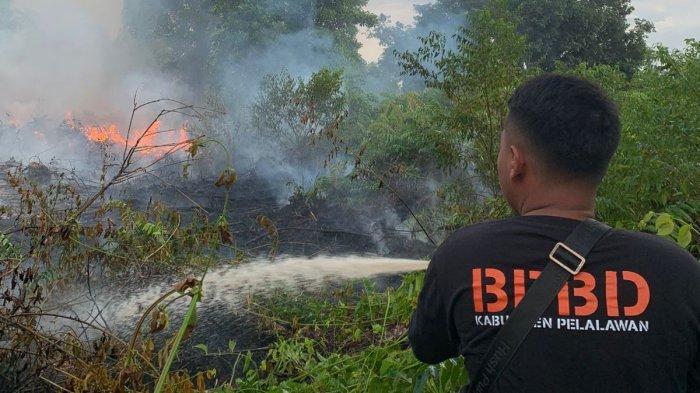 Karhutla Muncul Lagi di Pelalawan, Lahan Gambut dan Semak Terbakar