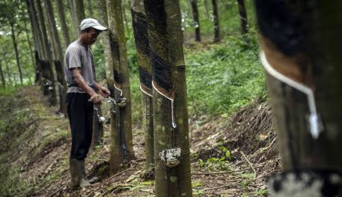 Harga Bahan Olahan Karet di Riau Naik Pekan Ini