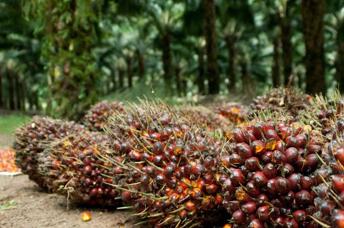 Harga Sawit di Riau Turun Jelang Natal-Tahun, Ini Daftarnya