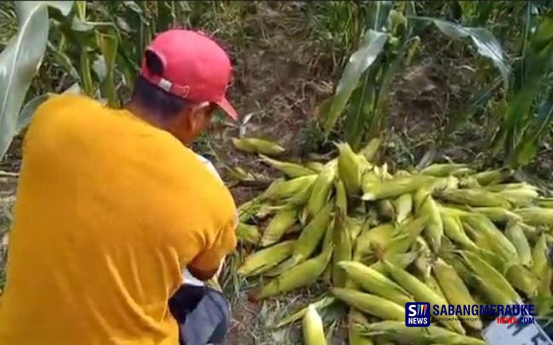 Jelang Perayaan Tahun Bru, Permintaan Jagung Meningkat di Pekanbaru