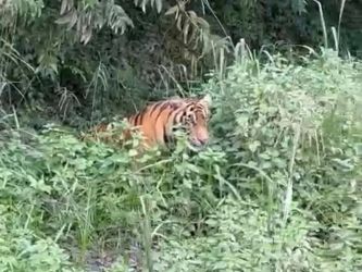 Kampung Tumang di Siak Disatroni Harimau Sumatera