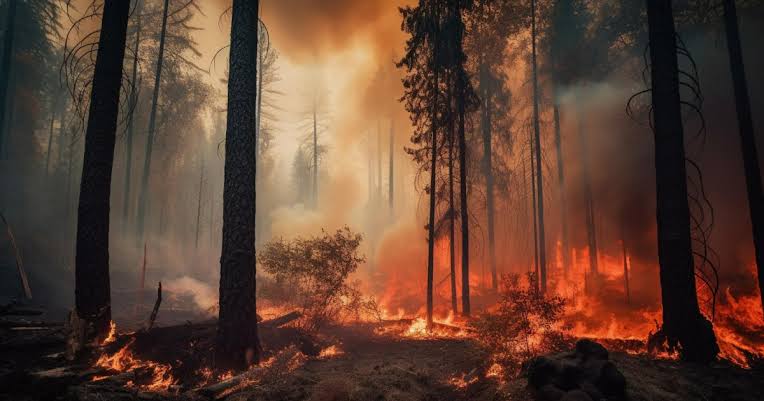 1.653 Hektare Lahan Terbakar Sepanjang Tahun 2024 di Provinsi Riau, 23 Tersangka Berhasil Diamankan