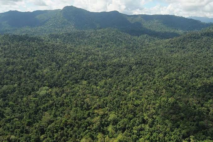 20 Juta Hektare Hutan Bakal Disulap untuk Pangan dan Energi, Prabowo Serukan Jangan Takut Tambah Lahan Sawit