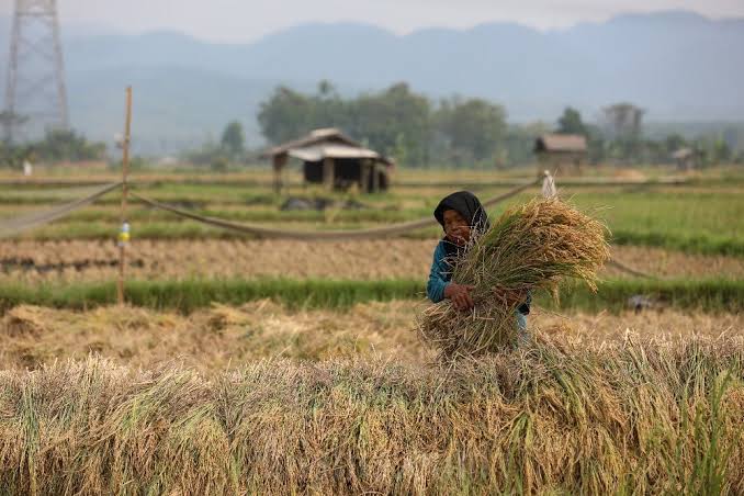 NTP Riau Desember 2024 Naik 3,11 Persen, Tertinggi di Sumatera