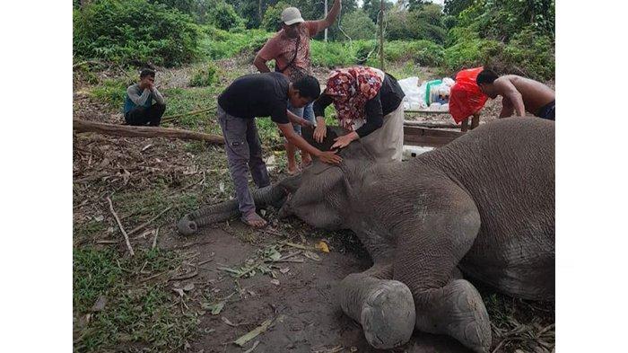 Gajah Rimbani Tewas di TNTN Dipicu Infeksi Saluran Pencernaan