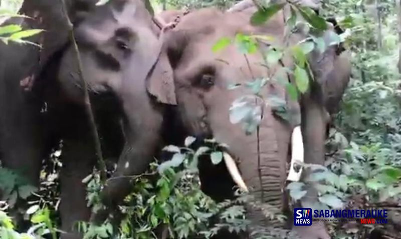 Evakuasi Gajah Liar dari Perkebunan Warga di Kampar