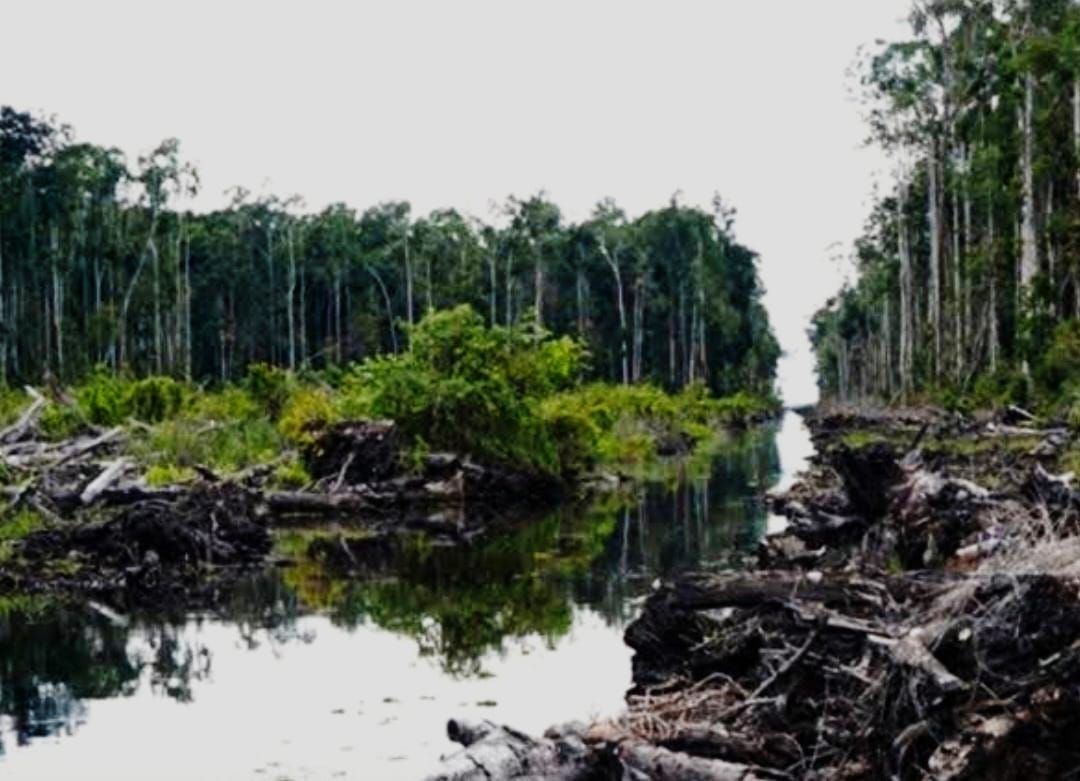 Gambut dan Abrasi di Kepulauan Meranti: Keindahan yang Rapuh