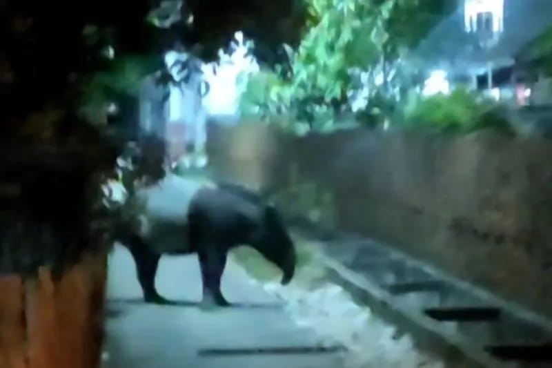 Hewan Tapir Berkeliaran di Perumahan Dumai, Warga Diingatkan Tak Lakukan Kekerasan Mematikan