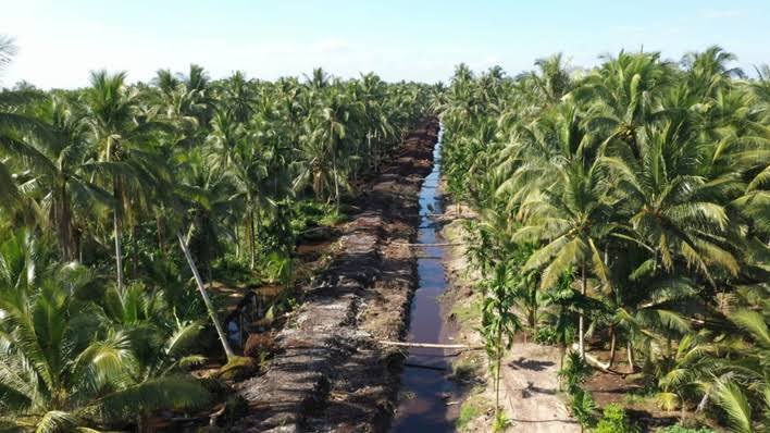 Diserang Hama Kumbang, Perkebunan Kelapa Sawit di Kecamatan Enok Inhil Terancam Mati