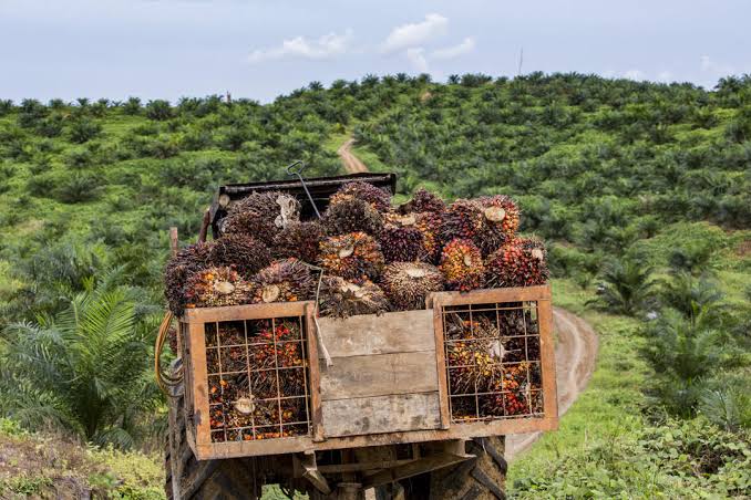 Harga Sawit Lesu, Petani Swadaya Kecewa