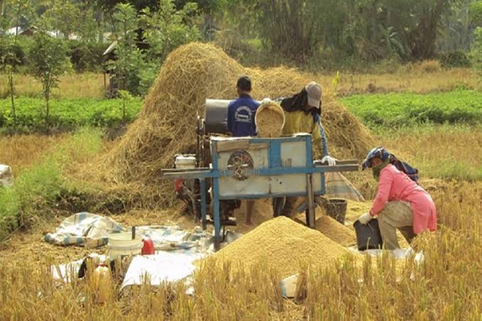 Pengumuman! Mulai Hari Ini Bulog Beli Gabah Masyarakat Minimal Rp 6.500 Per Kilogram