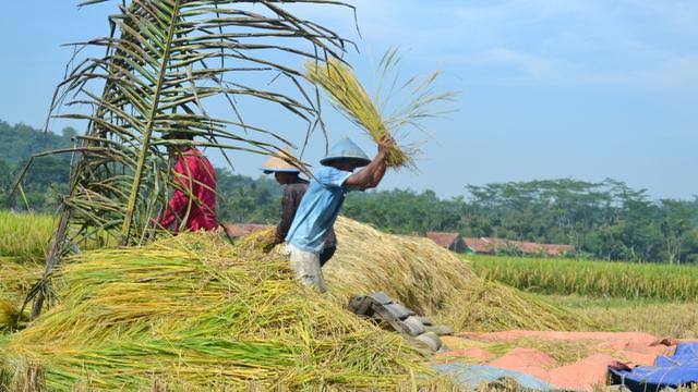 Bulog Riau Klaim Siap Beli Gabah Masyarakat Rp 6.500 Per Kg, Tapi Ini Syaratnya