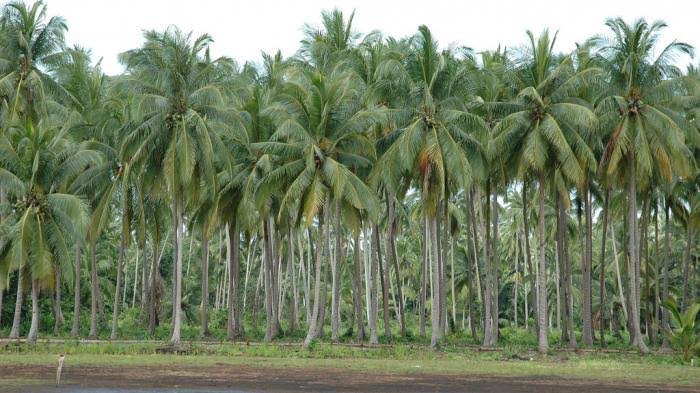 Wabah Kumbang Rusak Tanaman Kelapa di Inhil, DPRD Kecewa Penanganan Sangat Lambat