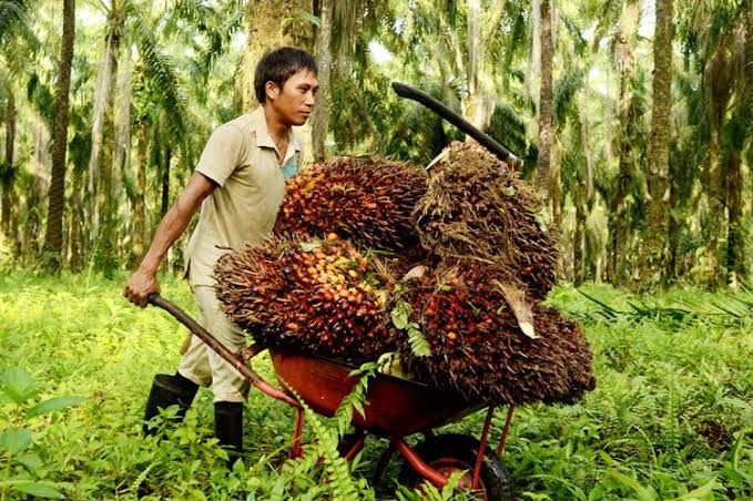 Harga Sawit Anjlok Sepekan ke Depan, Petani Swadaya Riau Mengeluh