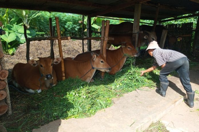 Kasus Penyakit Mulut dan Kuku di Riau Naik, Sudah Menyerang 32 Ekor Ternak