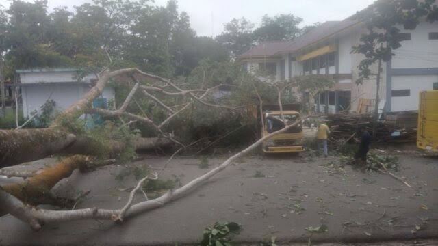 Pohon di Kantor Bupati Indragiri Hulu Tumbang, 1 Korban Alami Luka