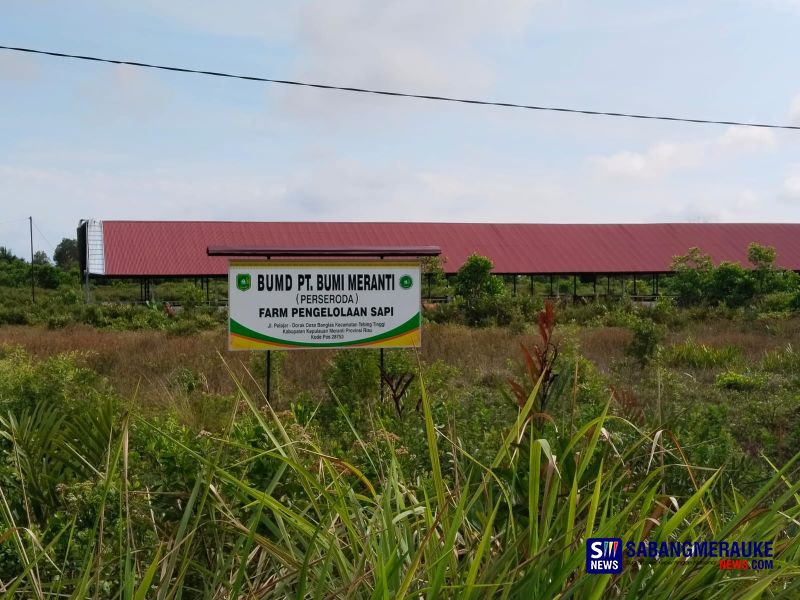 Penggemukan Sapi BUMD Meranti Berhenti Beroperasi dan Terbengkalai,  Sisanya Dimitrakan ke Peternak Lokal