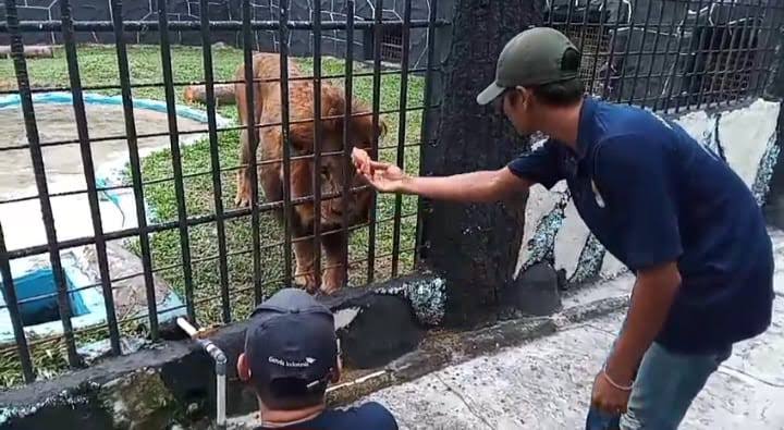 Singa Jantan Menjadi Primadona di Kebun Binatang Kasang Kulim