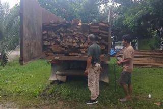 Hutan Lindung TNBT Terancam, Pelaku Nekat Tebang Pohon