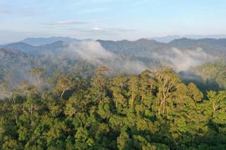 Nafsu Buka 20 Juta Hektare Hutan untuk Pangan-Energi, Kebijakan Indonesia Perparah Bencana Iklim