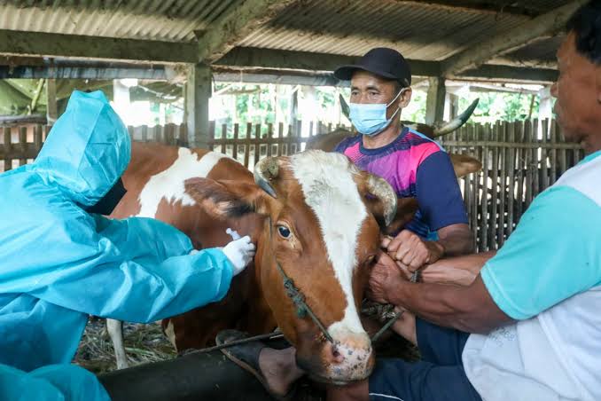 Pemprov Sudah Menyuntikkan 1.730 Dosis Vaksin PMK Kepada Ternak di Riau