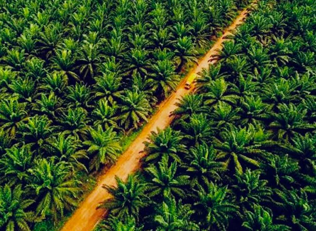 Menhut Proses Pengampunan Korporasi Pengelola 51 Ribu Hektare Kebun Sawit Dalam Kawasan Hutan di Riau, Ini Daftarnya