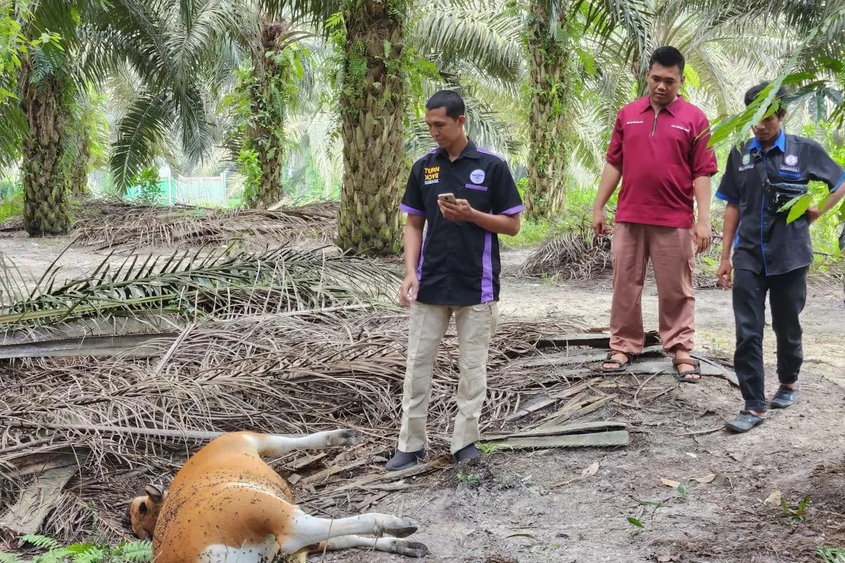 Sapi di Siak Mati Mendadak, Dinas Peternakan Ambil Sampel Telisik Penyebabnya