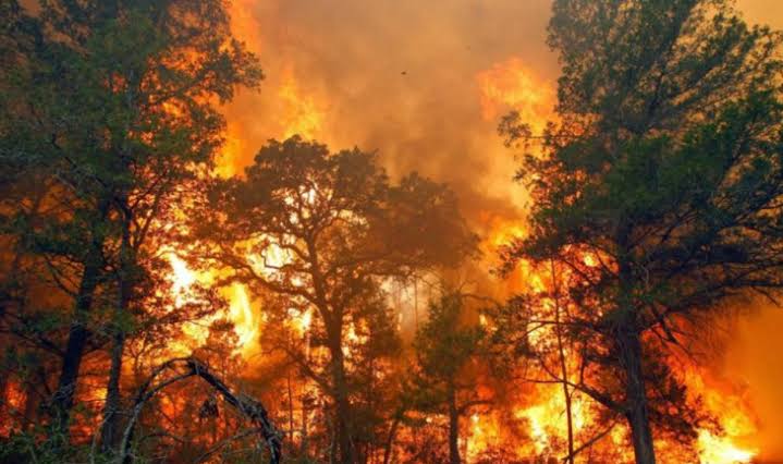 Riau Dikepung Karhutla, Capai 57,06 Hektare