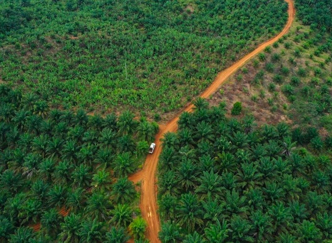 RSPO Disorot Keras, Perusahaan Raksasa Pemegang Sertifikat Nyatanya Buka Kebun Sawit Ilegal Dalam Kawasan Hutan: Aparat Hukum Harus Bertindak! 